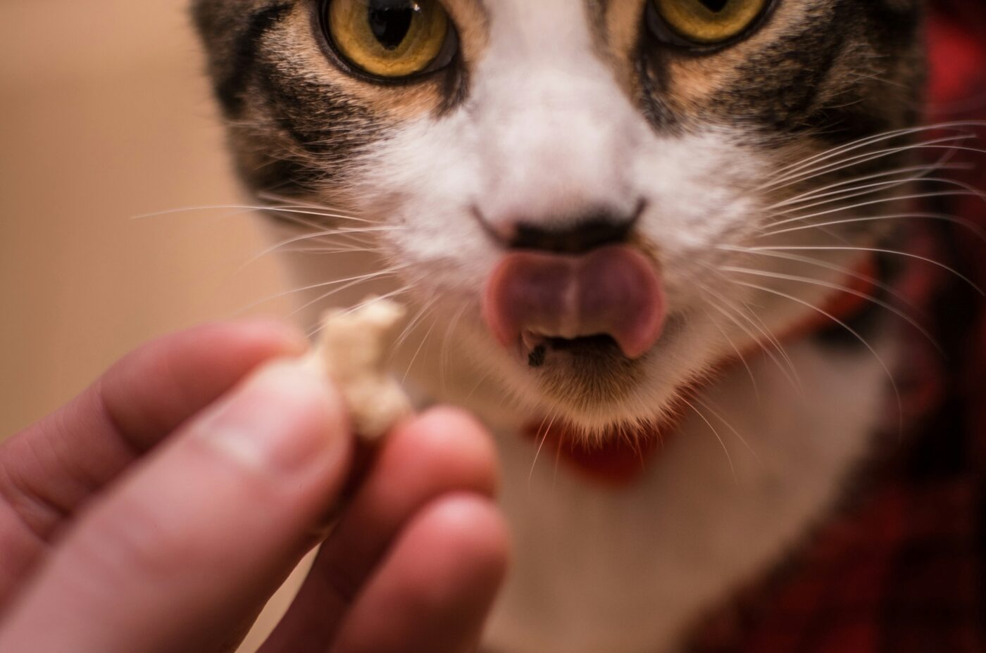 Masticativi per gatti