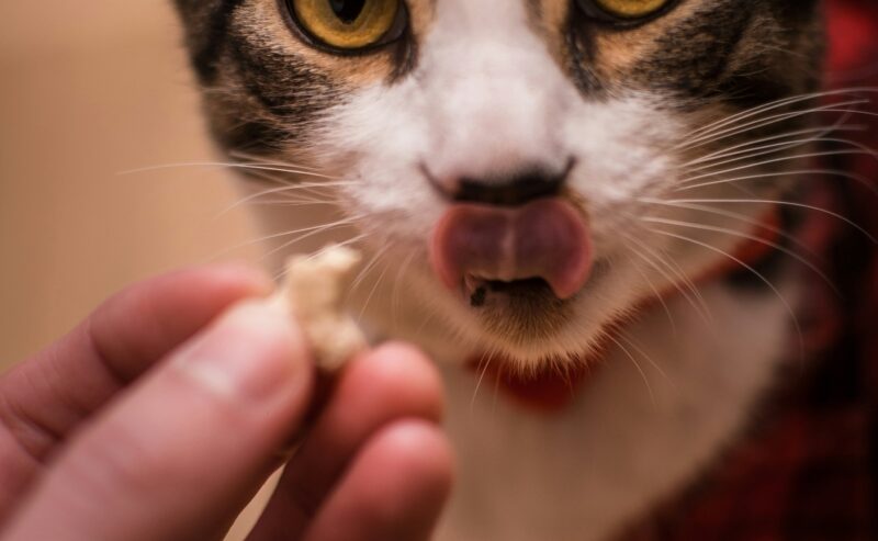 Masticativi per gatti