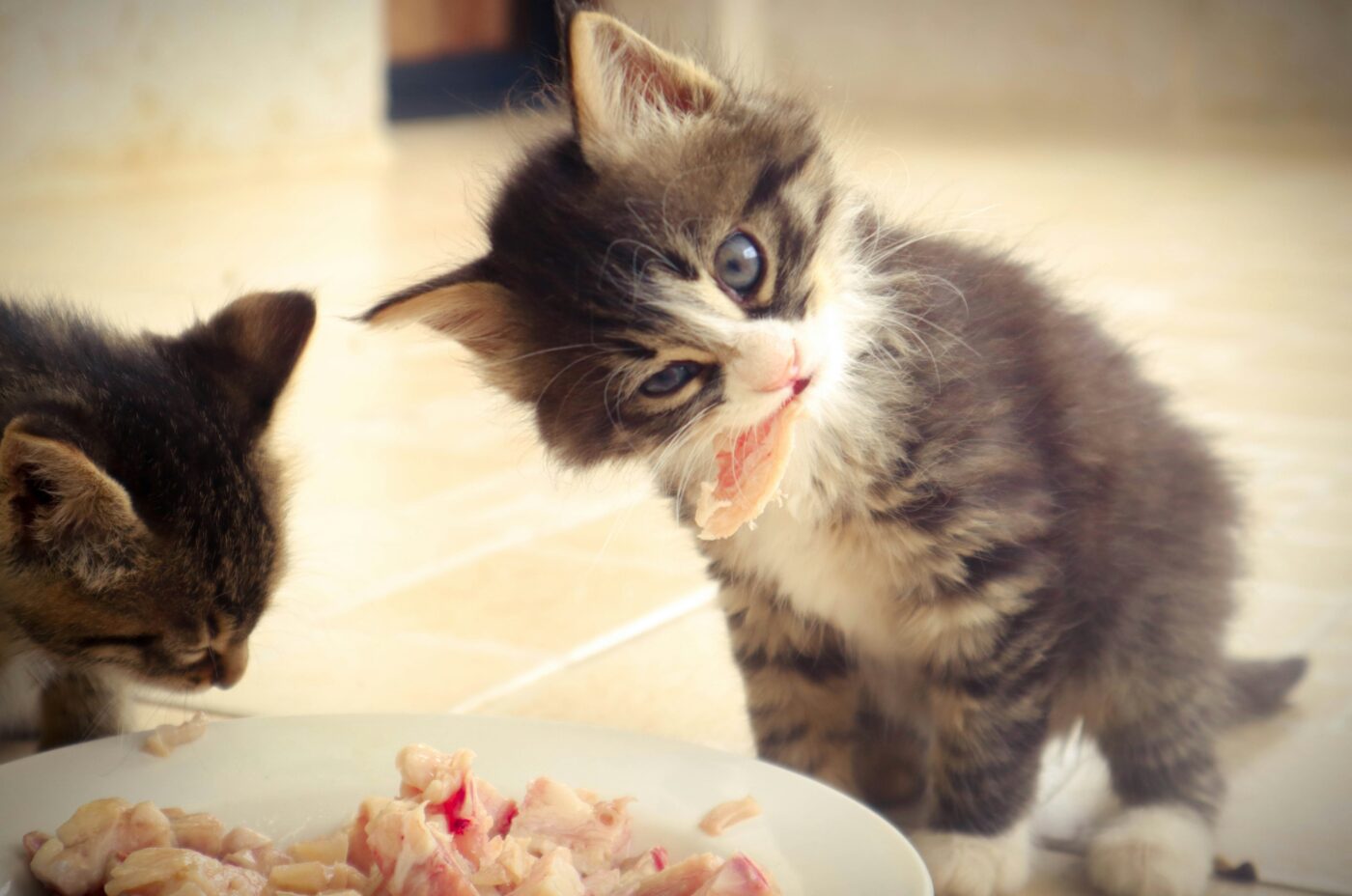 Barf per gatti