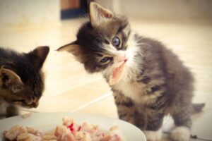 Barf per gatti