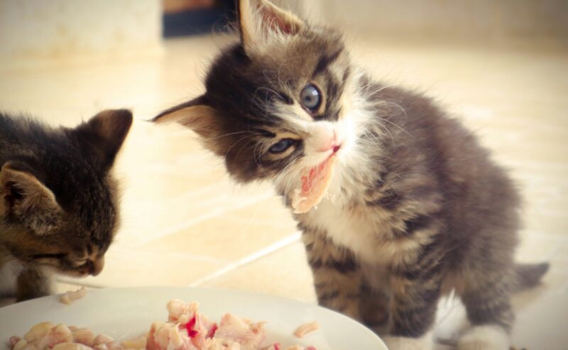 Barf per gatti